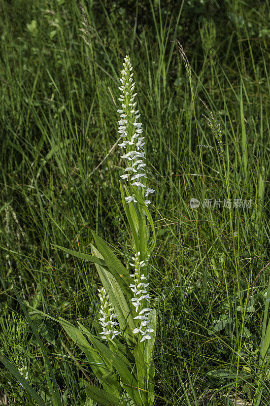 产于阿拉斯加和科迪亚克岛潮湿地区的白沼泽兰(Platanthera dilatata)。